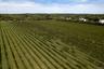View of rural area featuring rows of grape vines