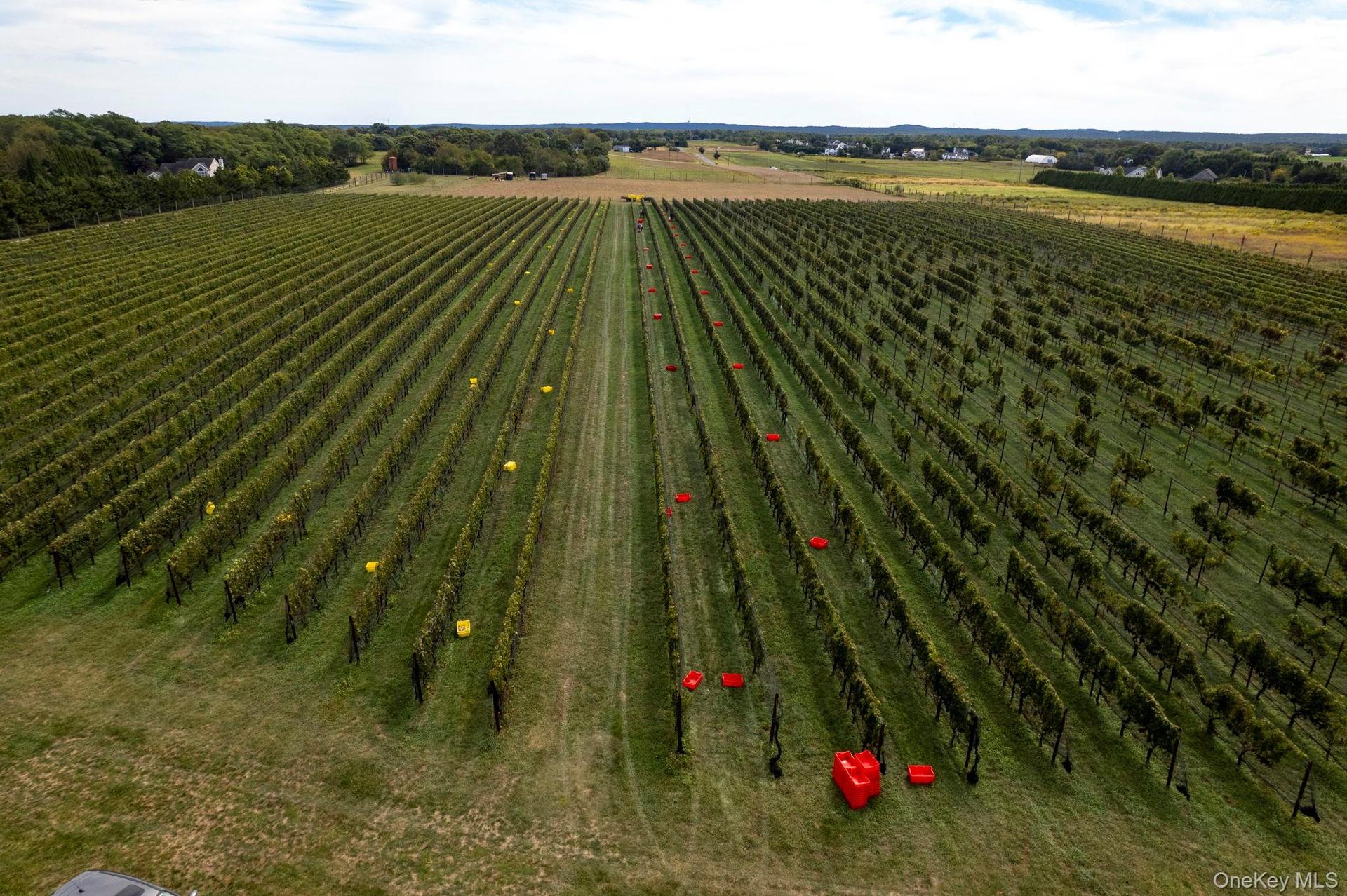 View of 8 acres of established grape Vines producing award winning wines