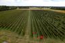 View of 8 acres of established grape Vines producing award winning wines