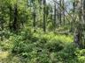 View of local wilderness