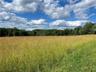 View of local wilderness