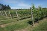 Local winery