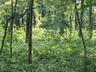 View of nature
