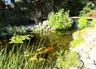 Pond