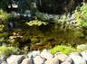 Pond