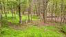 View of tree filled area
