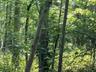View of nature