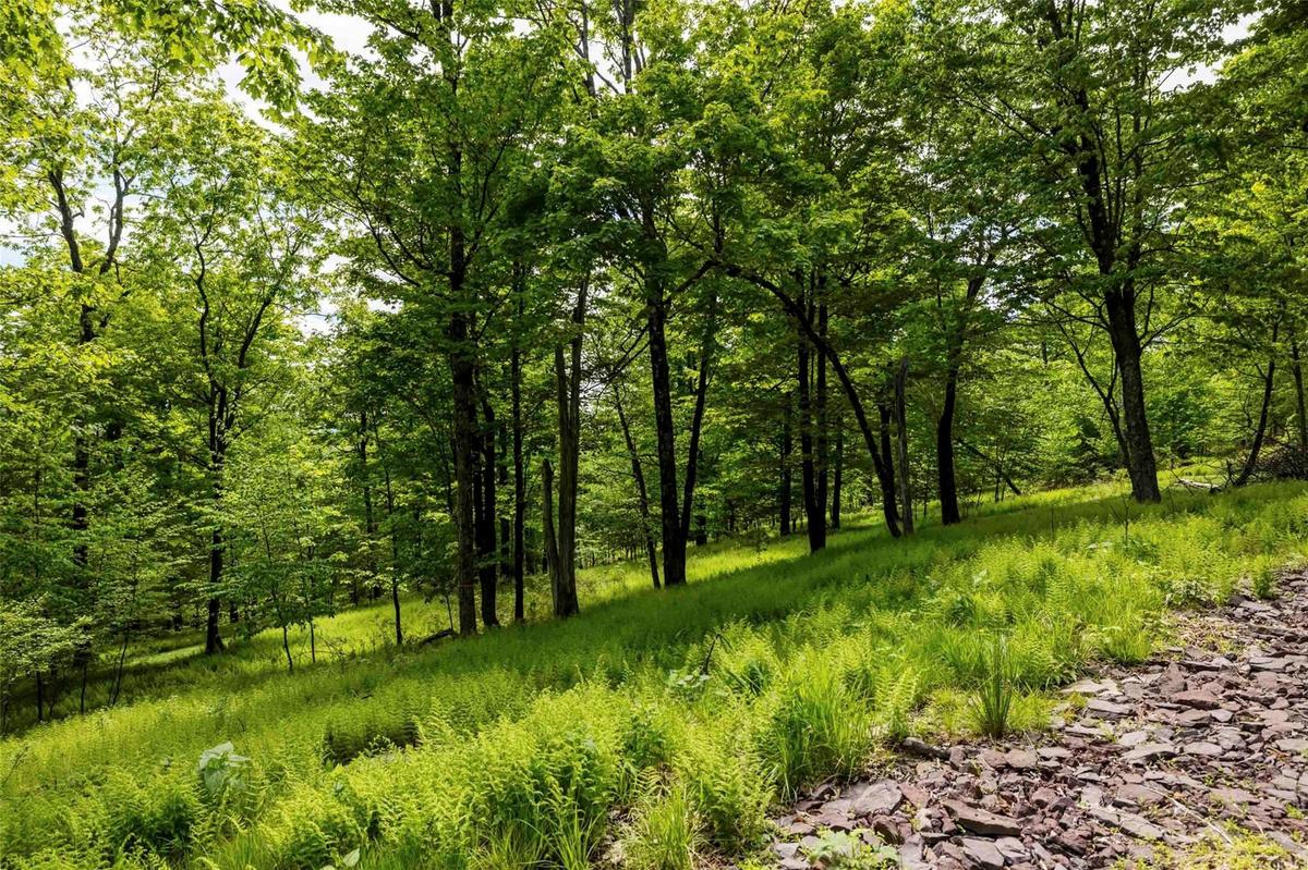View of woods