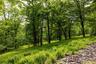 View of woods