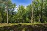 View of woods