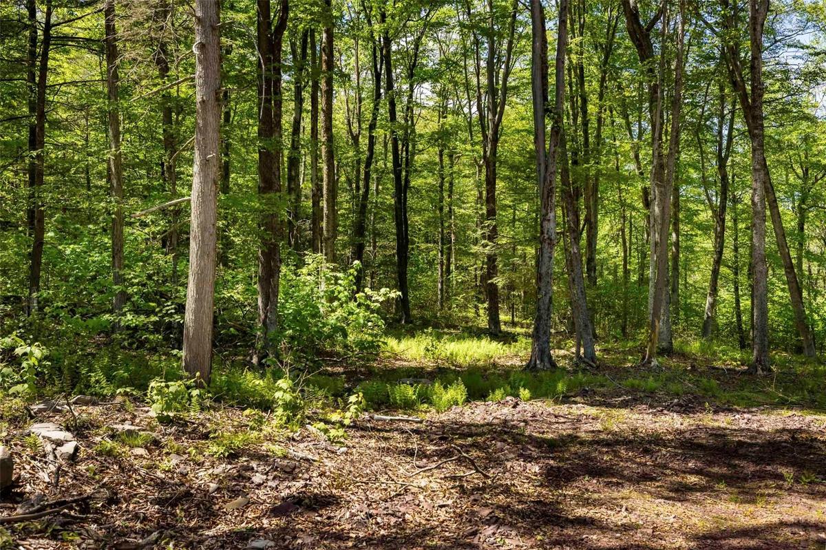 View of woods