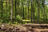 View of woods