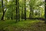 View of wooded area