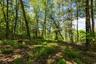 View of local wilderness