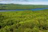 Drone / aerial view of a forest and a water and mountain view