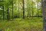 View of wooded area