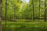View of woods