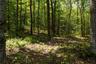 View of wooded area