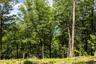 View of woods