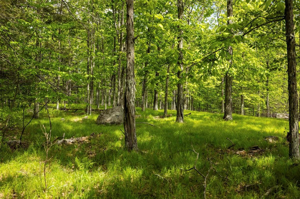 View of tree filled area
