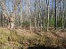 View of wooded area