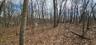 Trees but not overly dense