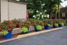 Garden Plantings (Back)