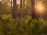Twilight shot of ferns
