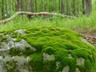 Moss Detail