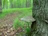 Artist Fungi
