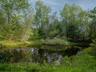 Pond View
