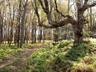 View of tree filled area