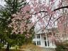 springtime shot