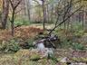 View of wooded area
