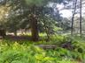 View of woods and paths