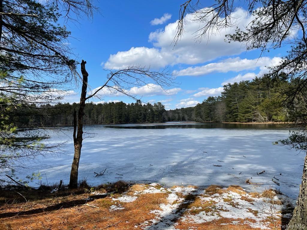 Water view with a forest