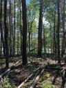 Woods and paths