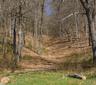 Trails wind through the woods, inviting exploration.