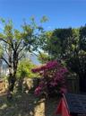 Azalea tree in flower!Lower yard sports river views.