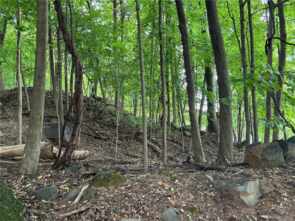 View of local wilderness