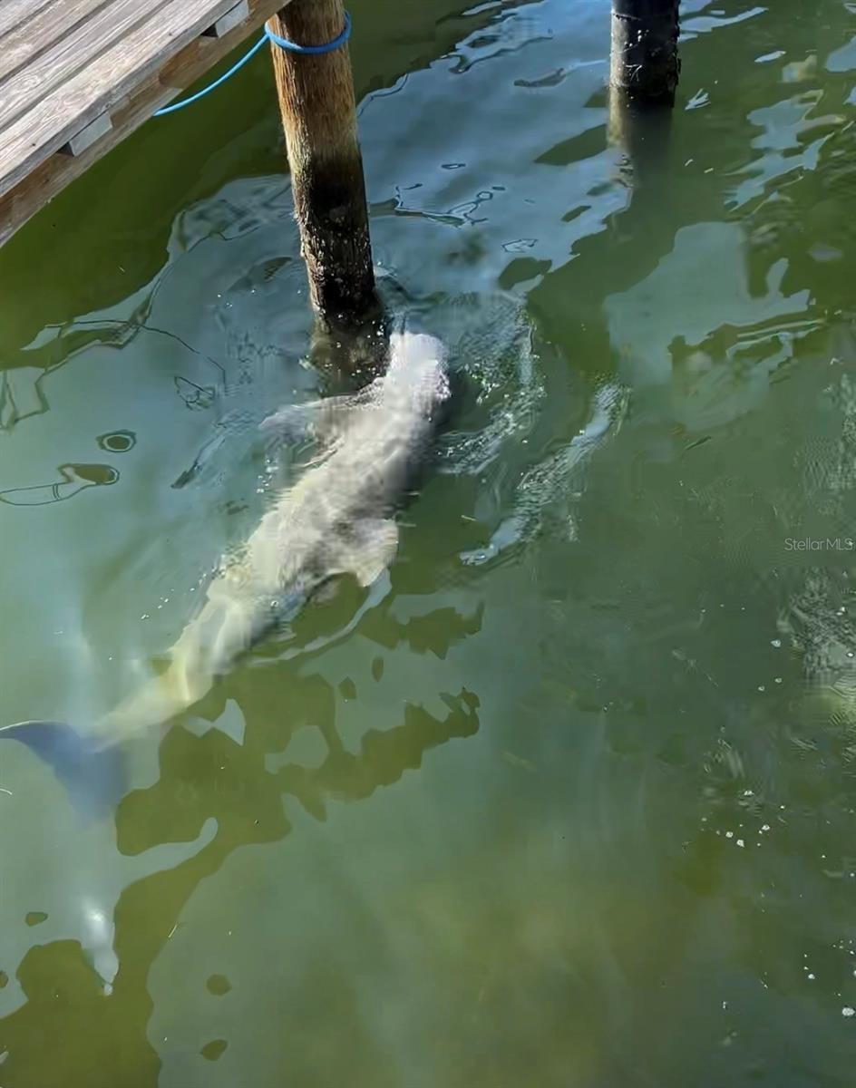 Dolphins visiting