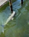 Dolphins visiting