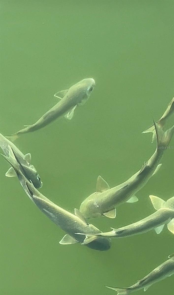 Schools of fish swimming around the dock