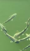 Schools of fish swimming around the dock