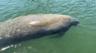 Manatees peacefully swimming by