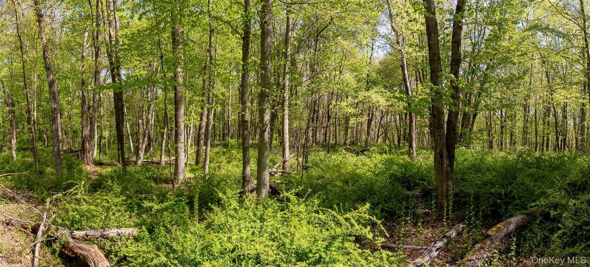 Views of mature trees and light undergrowth.