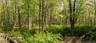 Views of mature trees and light undergrowth.