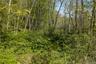 Along the stream on the east side of the property.