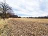 Corn Field