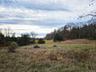 View of local wilderness